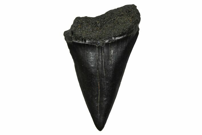 Fossil Broad-Toothed Mako Tooth - South Carolina #374783